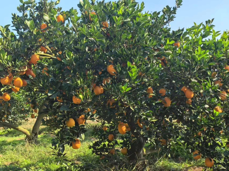 脐橙橙子🍊纽荷尔宜昌价格美丽色均匀口感好对接全国