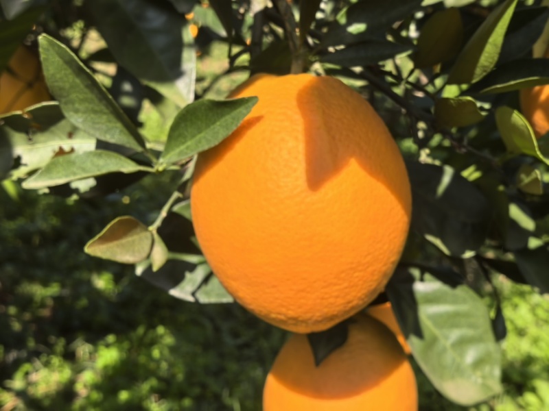 脐橙橙子🍊纽荷尔宜昌价格美丽色均匀口感好对接全国