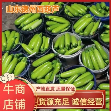 【推荐】绿皮西葫芦量大质优，颜色翠绿瓜条好，欢迎前来采购