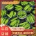 【推荐】绿皮西葫芦量大质优，颜色翠绿瓜条好，欢迎前来采购