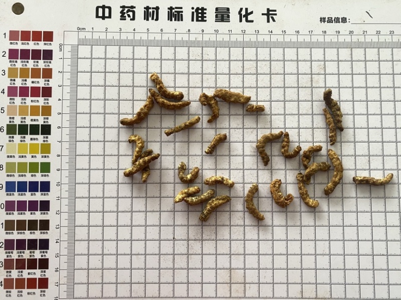 炒僵蚕