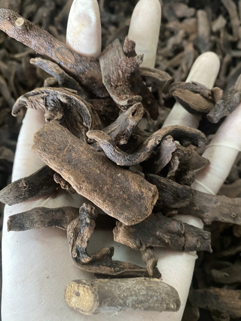 骨碎补一件代发量大从优