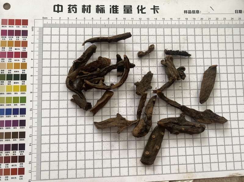 骨碎补一件代发量大从优