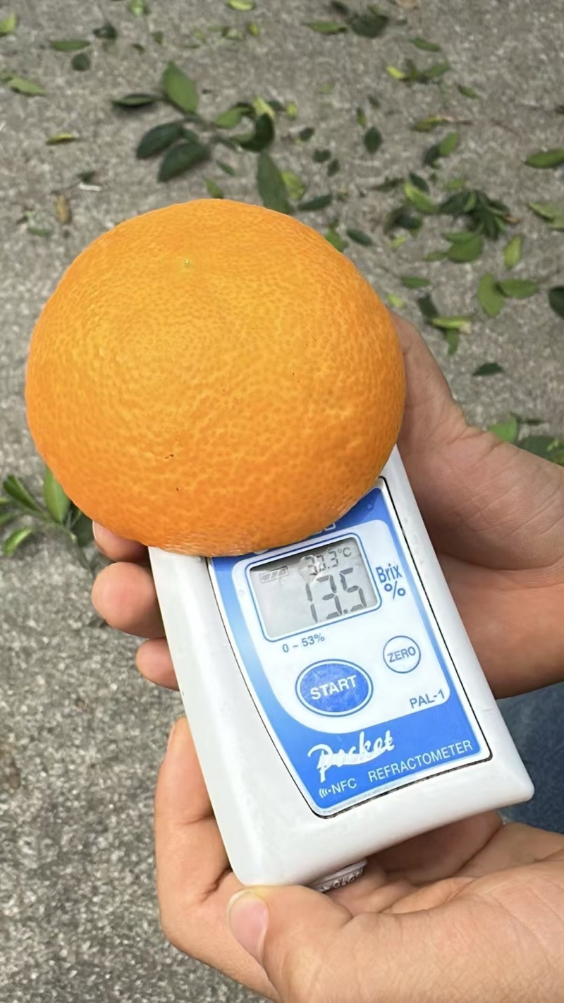 湖北九月红果冻橙水分足甜度高，可视频看货对接全国市场电商