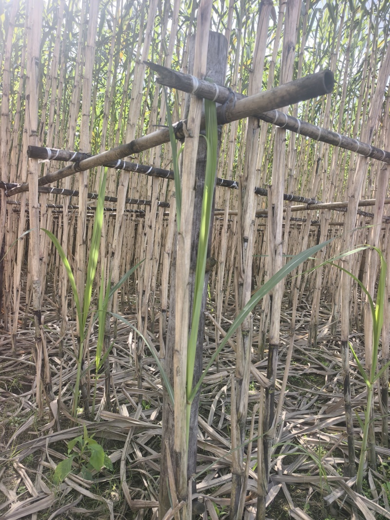 本地青皮甘蔗汁水多，甜周期长，支持一件代发外贸