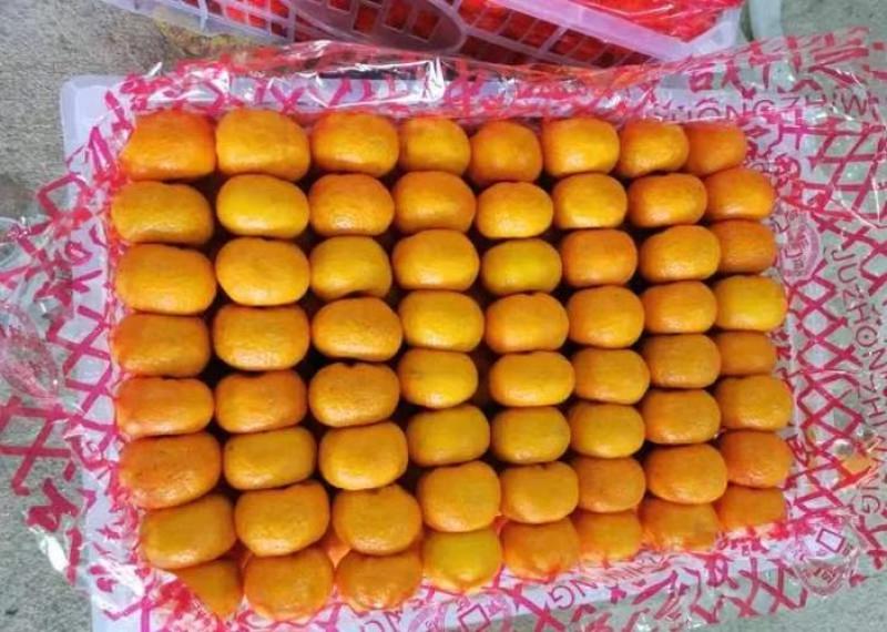 南丰县蜜橘/江西蜜橘/品质保证诚信经营对接批发市场超市等