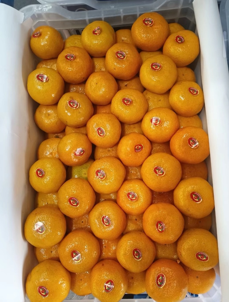 南丰县蜜橘/江西蜜橘/品质保证诚信经营对接批发市场超市等