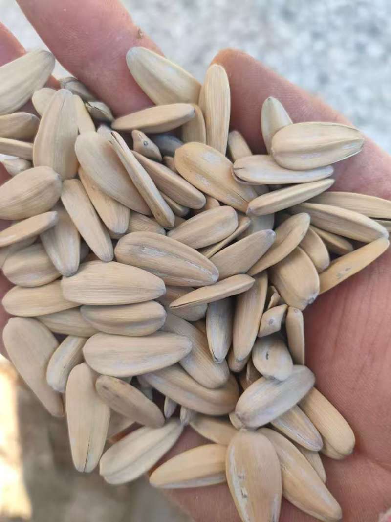 电商通货，日产十吨，颗粒饱满，脱出来皮毛干净