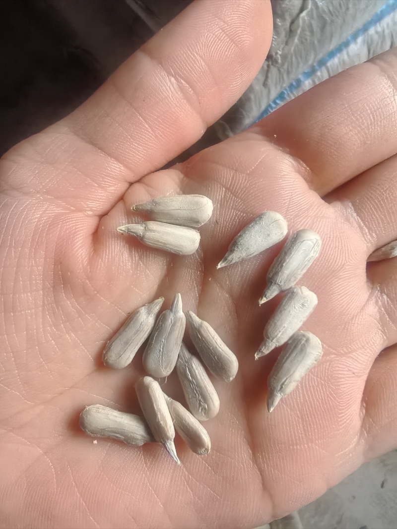电商通货，日产十吨，颗粒饱满，脱出来皮毛干净