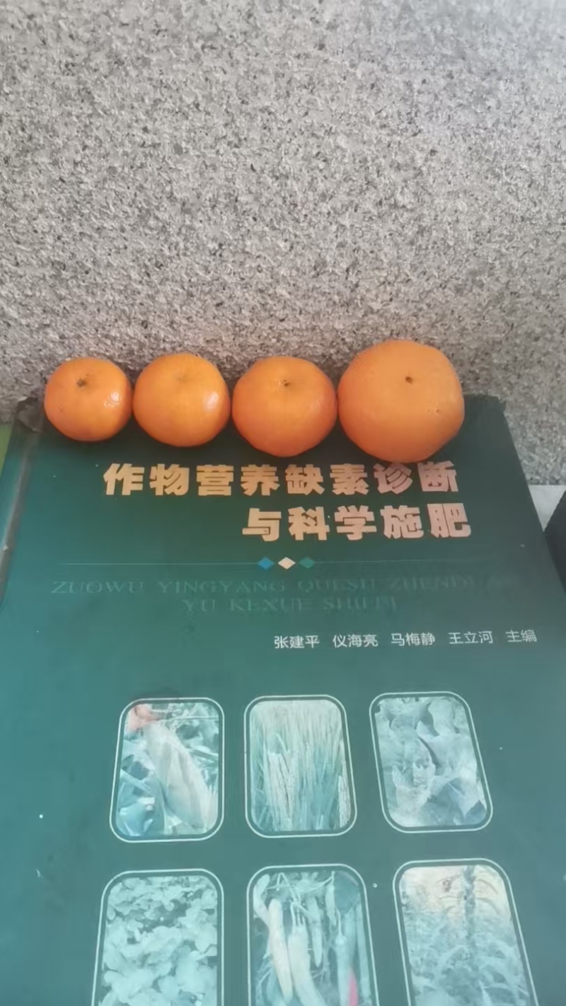 南丰县蜜橘/江西蜜橘/品质保证诚信经营对接批发市场超市等