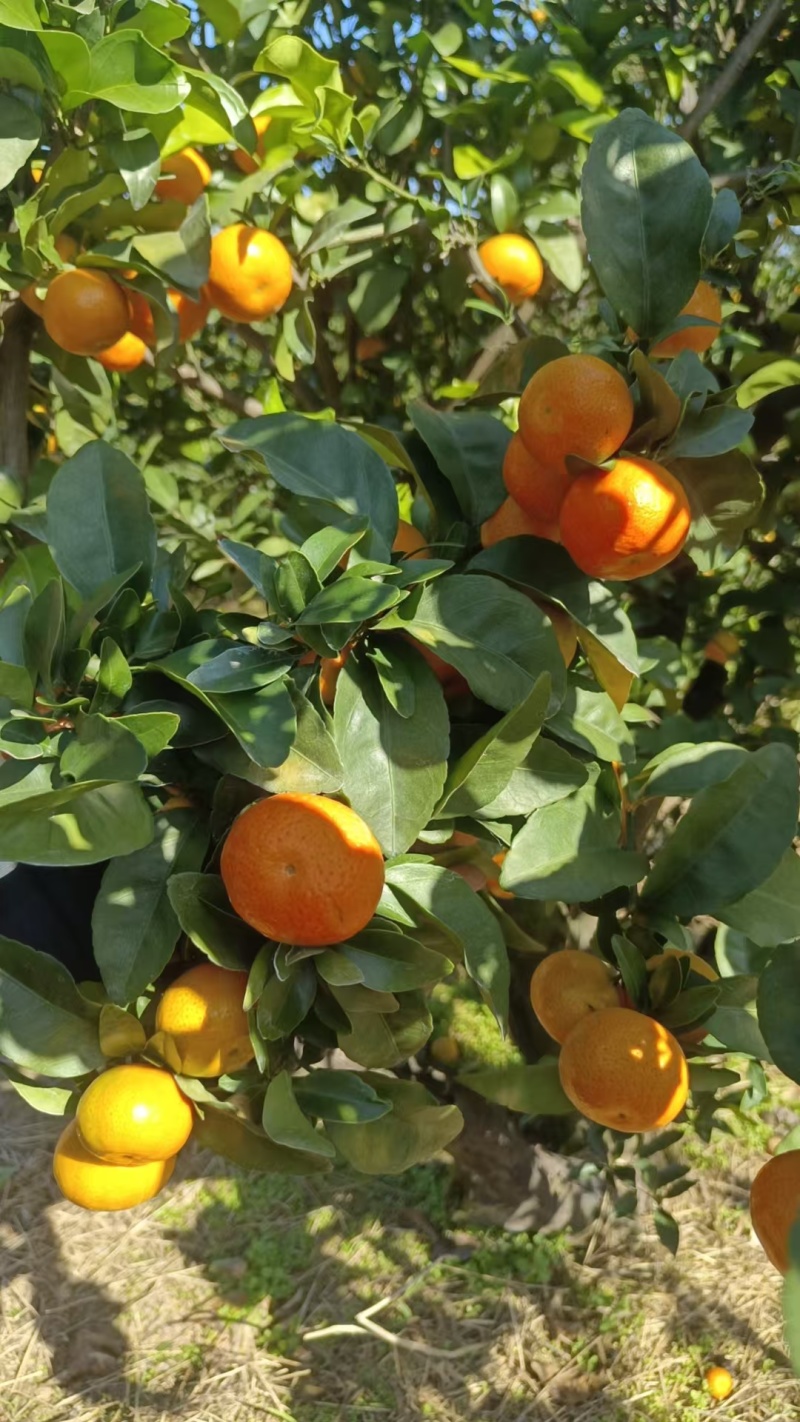 南丰县蜜橘/江西蜜橘/品质保证诚信经营对接批发市场超市等