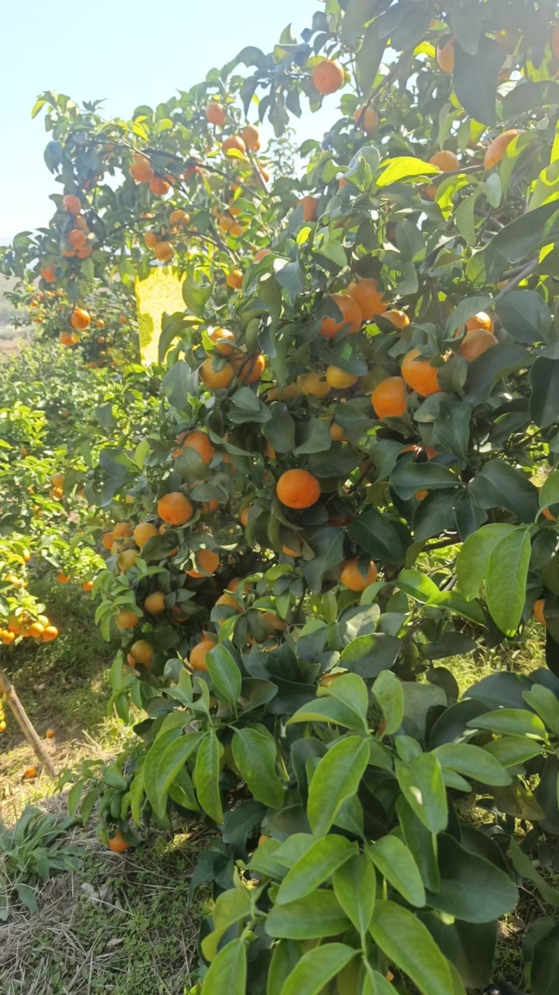 南丰县蜜橘/江西蜜橘/品质保证诚信经营对接批发市场超市等