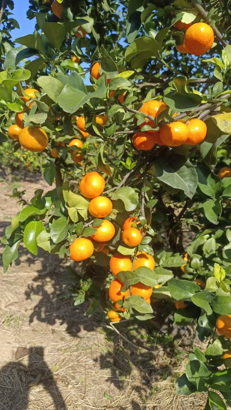 南丰县蜜橘/江西蜜橘/品质保证诚信经营对接批发市场超市等