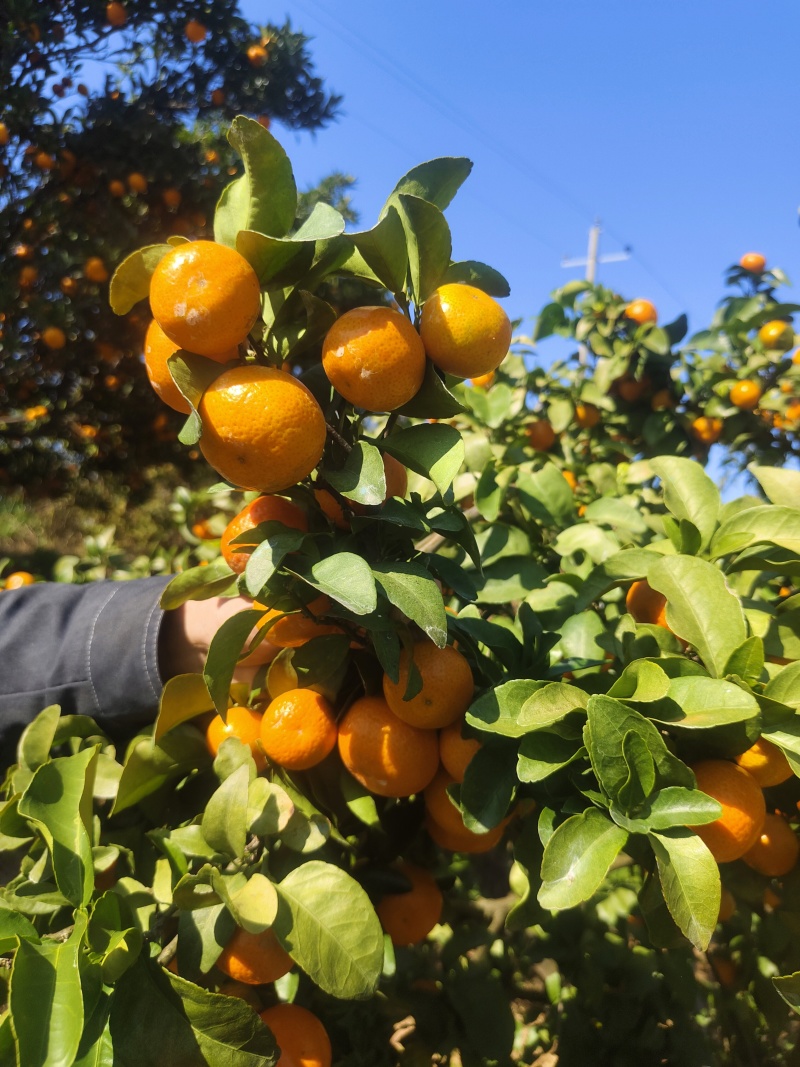 南丰县蜜橘/江西蜜橘/品质保证诚信经营对接批发市场超市等