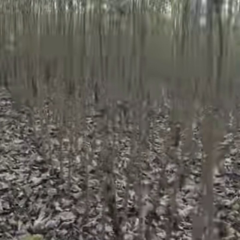 售速生杨树苗一年苗