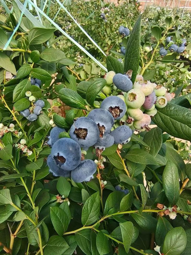 云南高山蓝莓