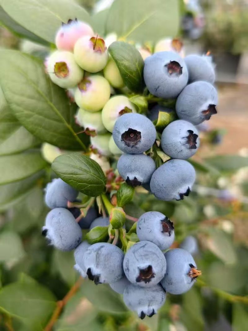 云南高山蓝莓