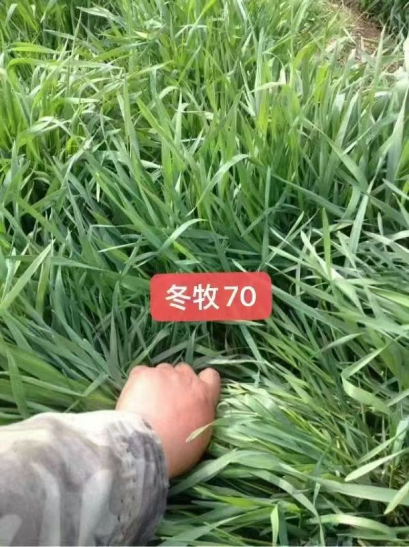 正宗冬牧70黑麦草宽叶高产耐寒耐旱精选草籽适用鸡鸭鹅猪牛