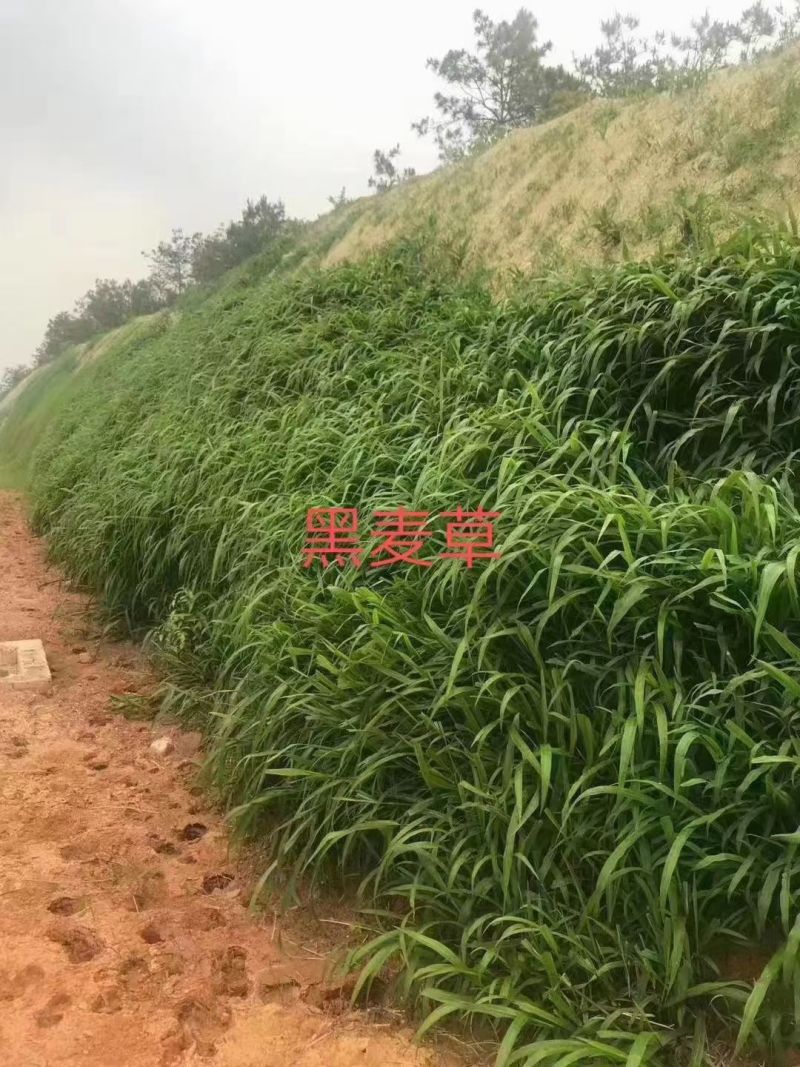 正宗冬牧70黑麦草宽叶高产耐寒耐旱精选草籽适用鸡鸭鹅猪牛