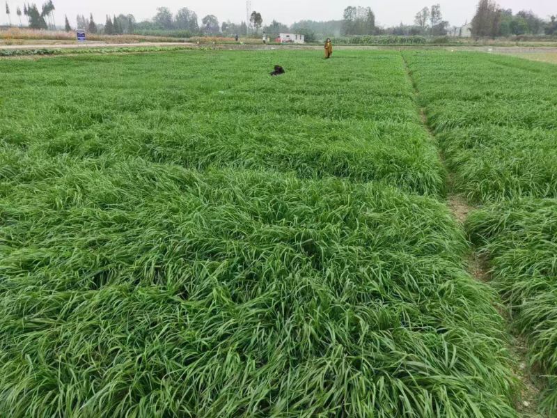正宗冬牧70黑麦草宽叶高产耐寒耐旱精选草籽适用鸡鸭鹅猪牛