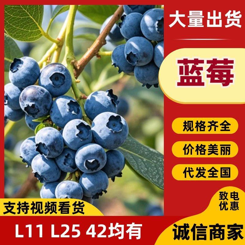 云南高山蓝莓