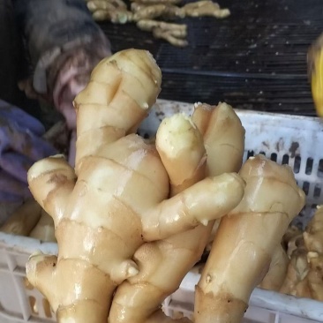 生姜