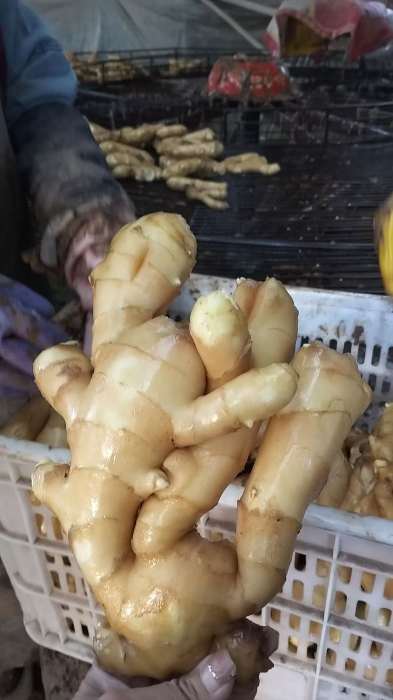 生姜
