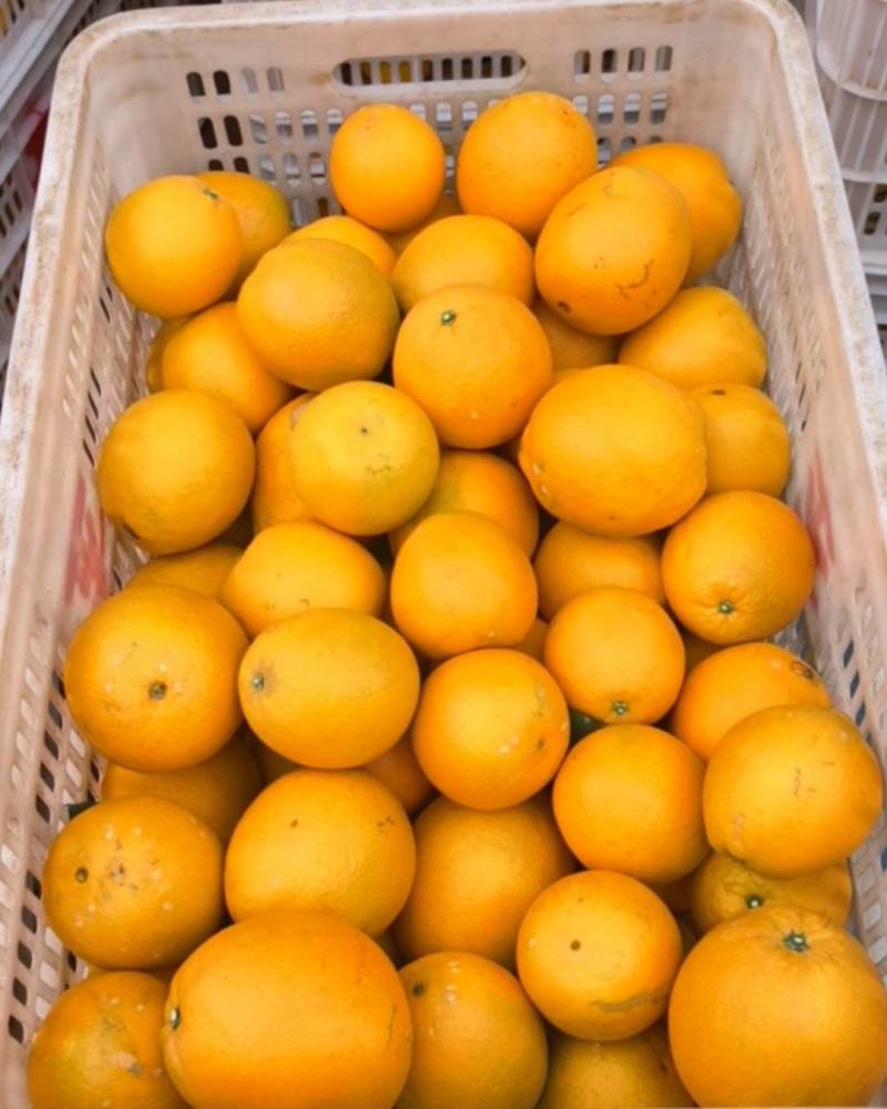 《赣南信丰脐橙》自家320亩果园直发一手货源量大从优