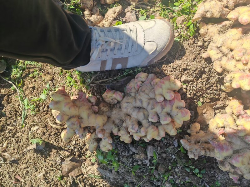 贵州高山二黄姜