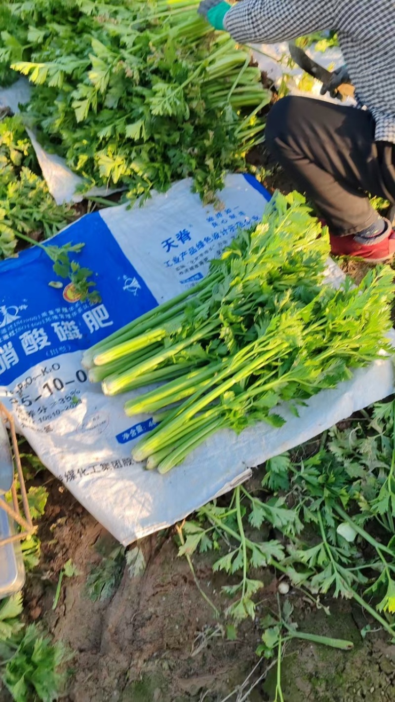 两万斤西芹上市，物美价廉，质量可靠，交通便利。
