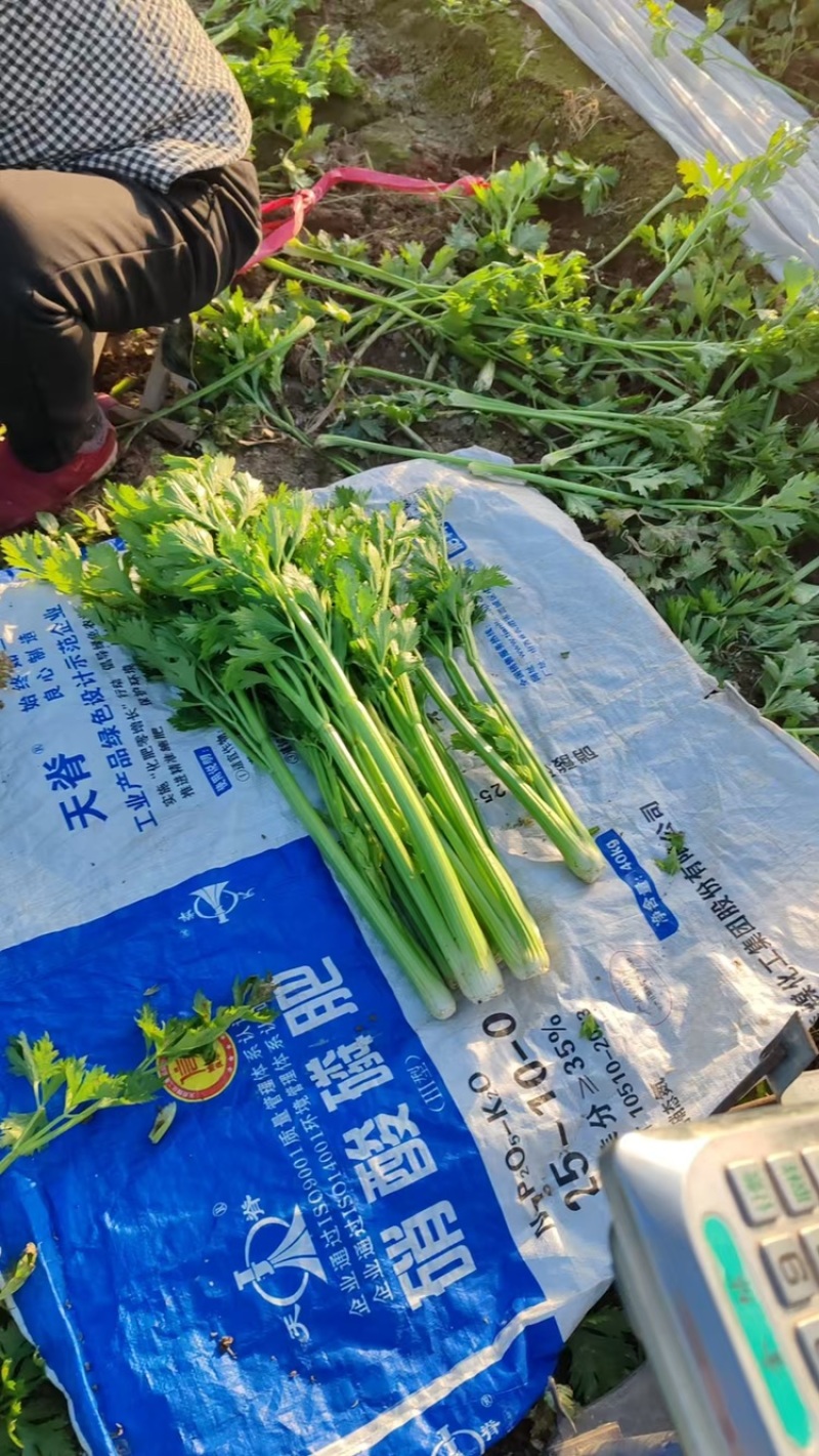 两万斤西芹上市，物美价廉，质量可靠，交通便利。