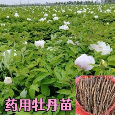 药用牡丹苗一年苗种植现挖现发新鲜产地直发量大优惠