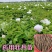 药用牡丹苗一年苗种植现挖现发新鲜产地直发量大优惠
