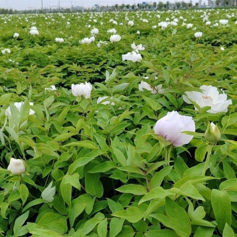 药用牡丹苗一年苗种植现挖现发新鲜产地直发量大优惠