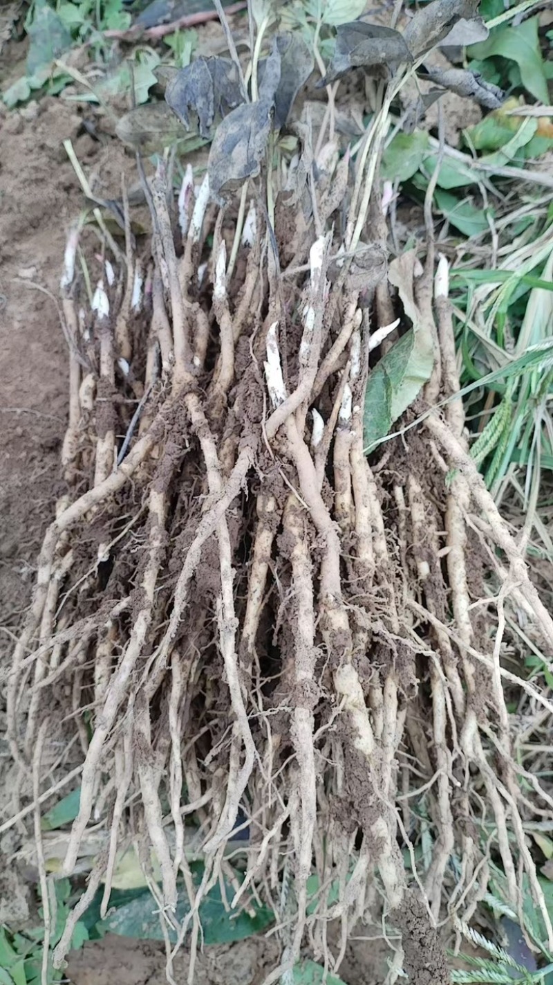 药用牡丹苗一年苗种植现挖现发新鲜产地直发量大优惠