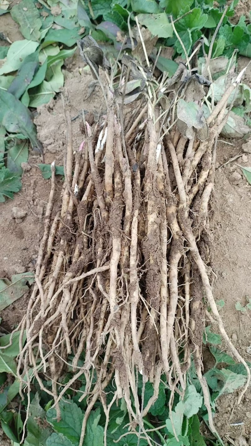 药用牡丹苗一年苗种植现挖现发新鲜产地直发量大优惠