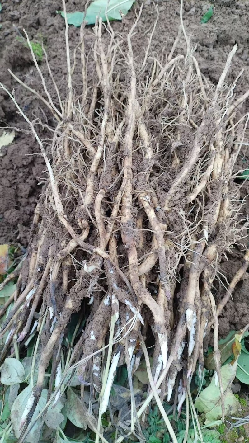 药用牡丹苗一年苗种植现挖现发新鲜产地直发量大优惠