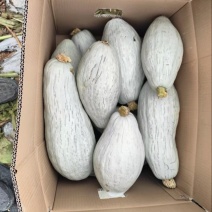 贵族南瓜个头大皮毛好颜色鲜亮产地直发品质保证