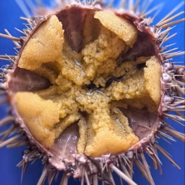 黄金海胆，一手货源，质量稳定，新鲜，发货量大从优