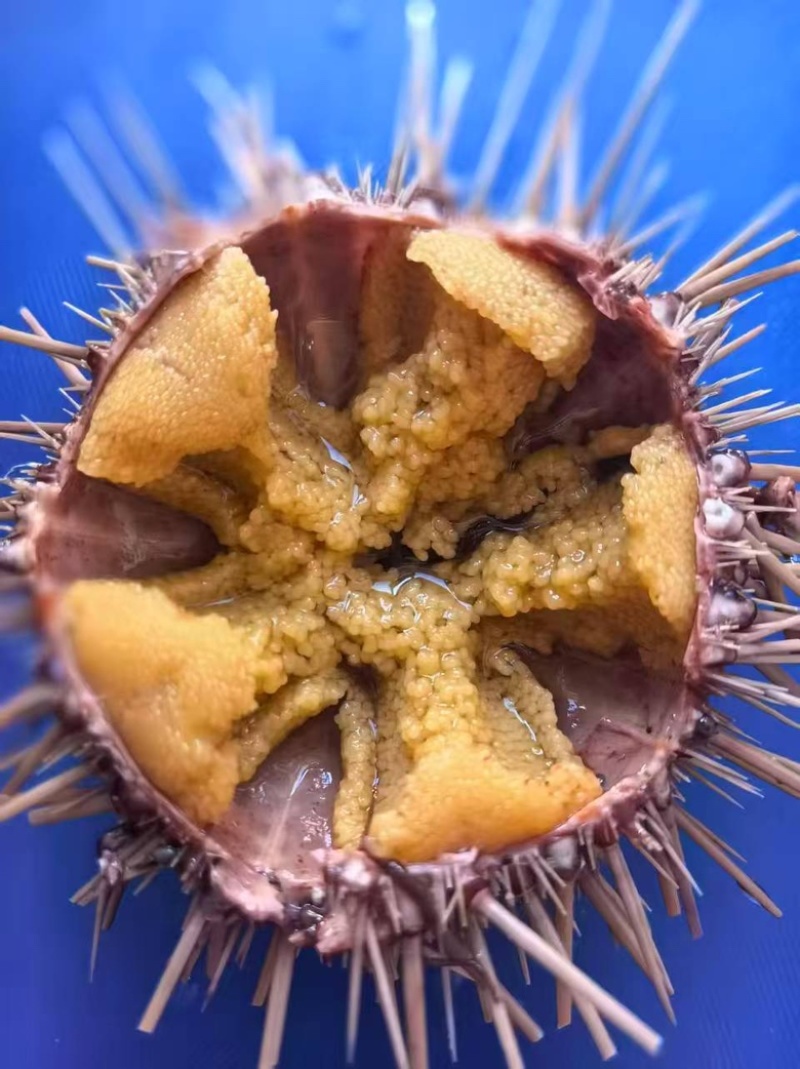 黄金海胆，一手货源，质量稳定，新鲜，发货量大从优