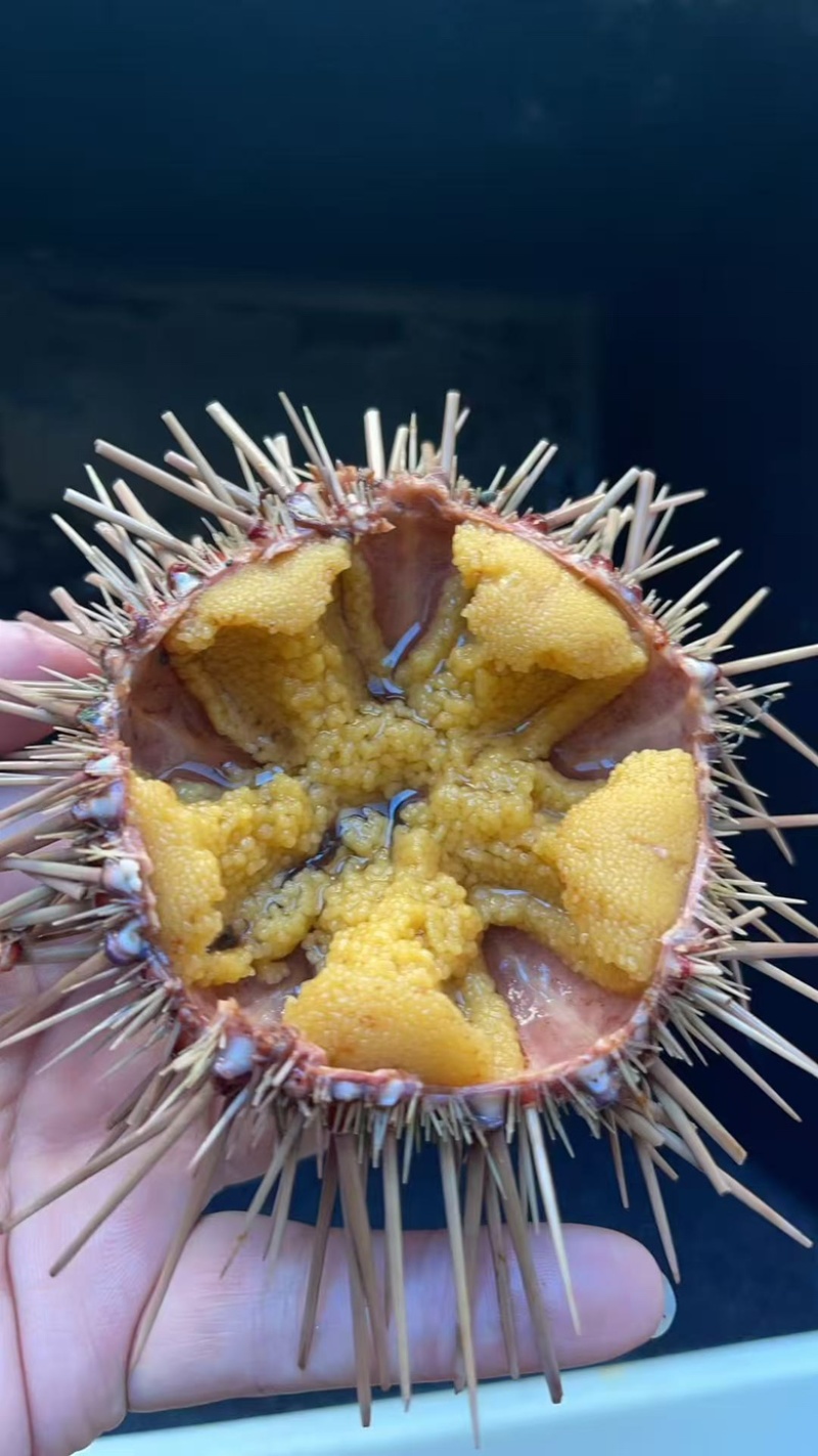 黄金海胆，一手货源，质量稳定，新鲜，发货量大从优
