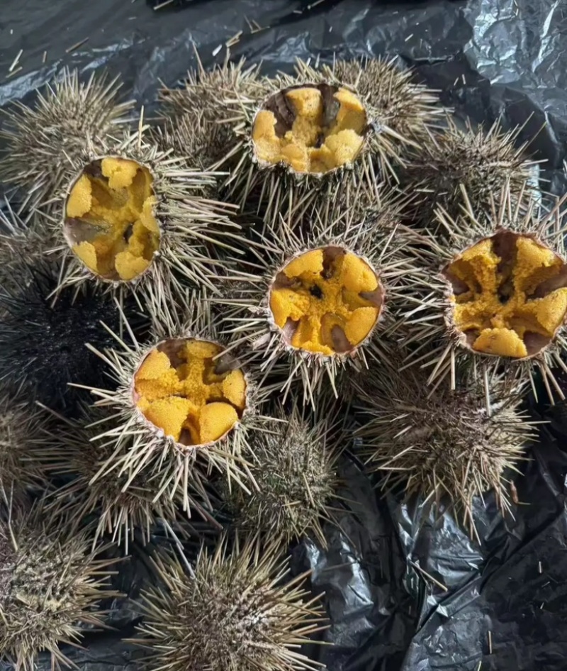 黄金胆海胆一手货源质量稳定辽宁产地直发量大