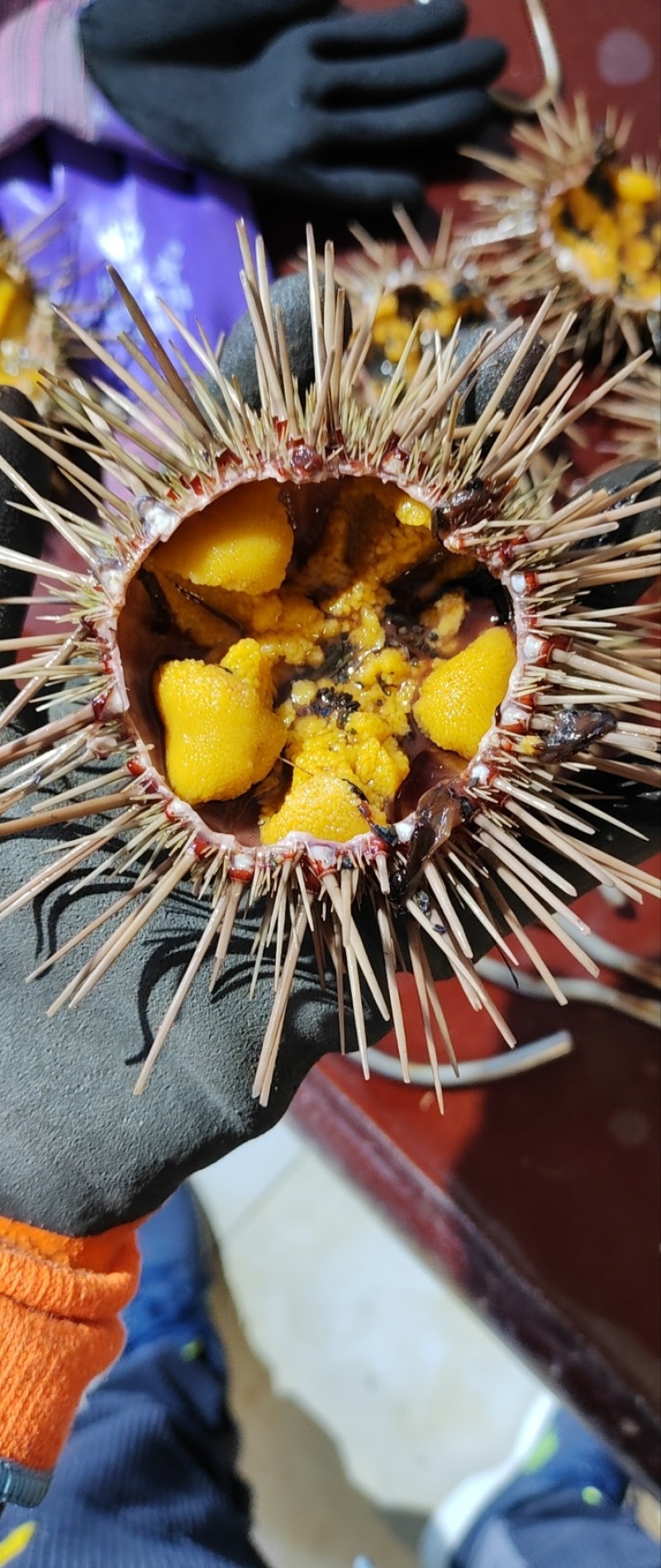 黄金胆海胆一手货源质量稳定辽宁产地直发量大