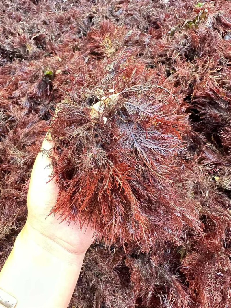石花菜干货货源充足，量大从优对接全国市场，欢迎咨询