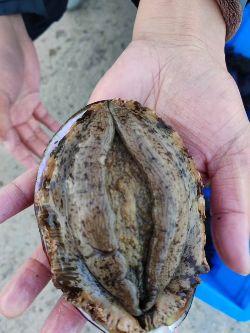 大连野生九孔鲍大量有货，大连产地批发可视频验货