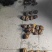 大连野生九孔鲍大量有货，大连产地批发可视频验货