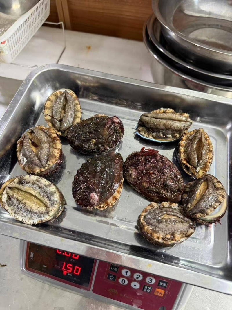 大连野生九孔鲍大量有货，大连产地批发可视频验货