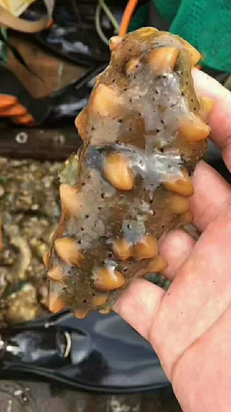 底播海参（野）大量供应，新鲜发货，辽宁货源发
