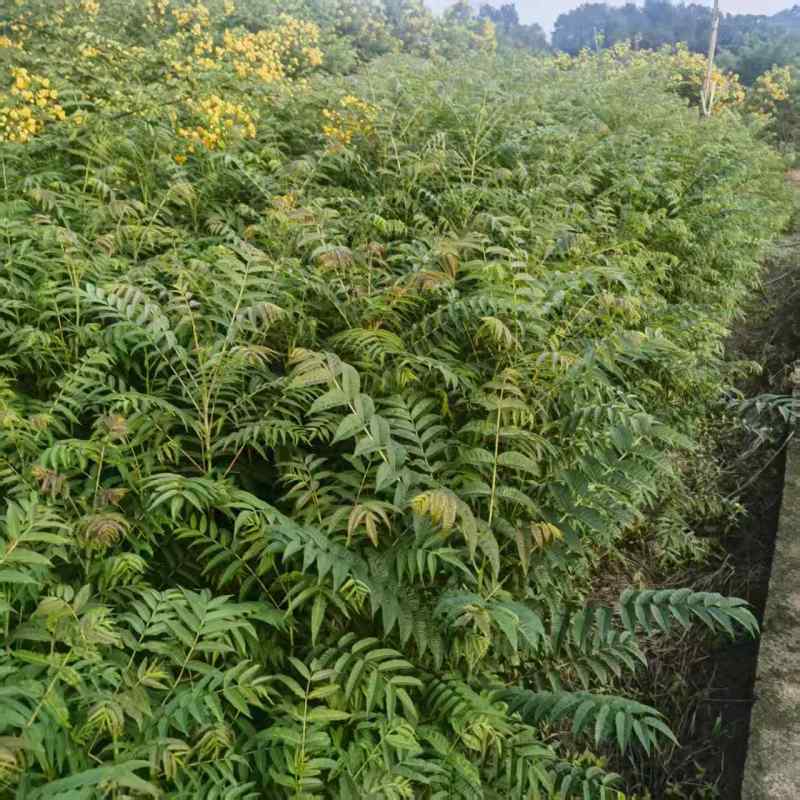 现挖香椿苗苗壮易活四季可摘价格实惠欢迎选购