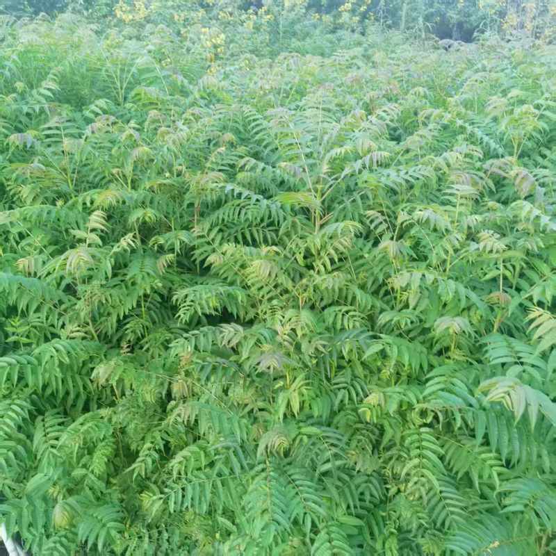 现挖香椿苗苗壮易活四季可摘价格实惠欢迎选购